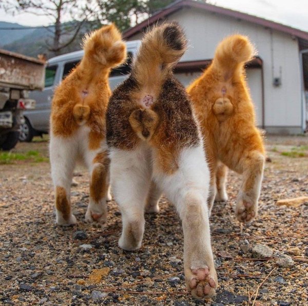 кошачья жопа