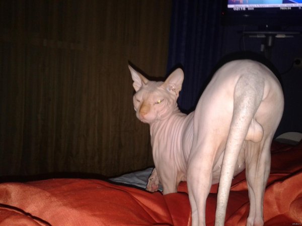 донские сфинксы