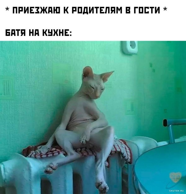 лысые коты сфинксы