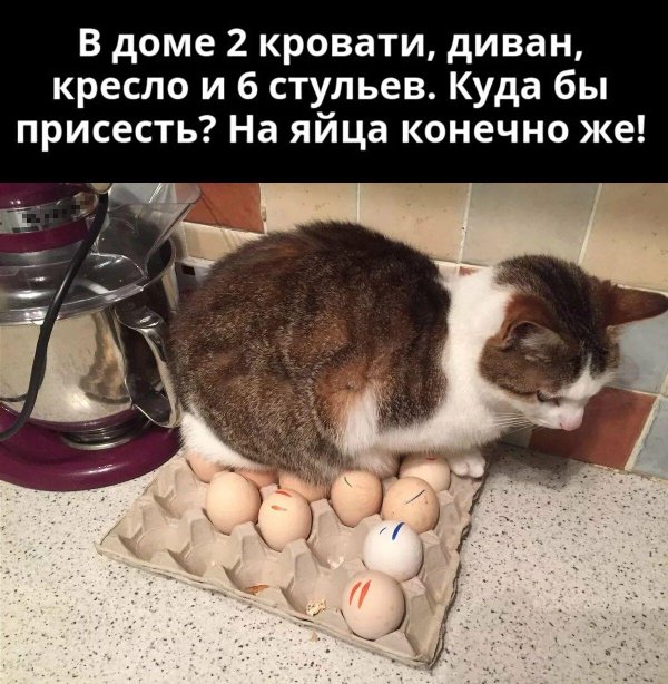 яйца котов