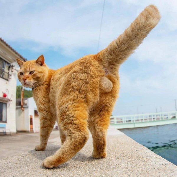 кошачьи бубенчики