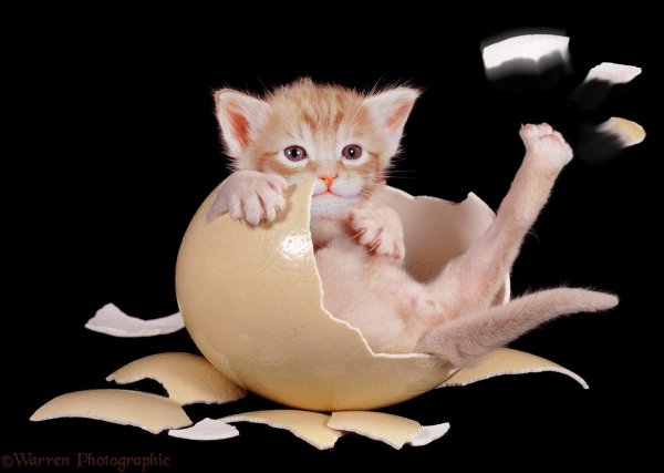 котик с яйцами
