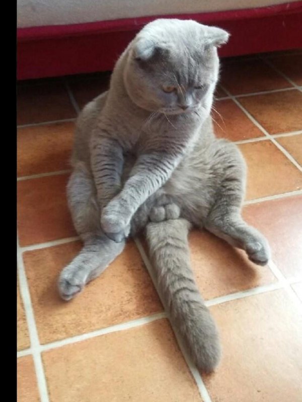 скоттиш фолд