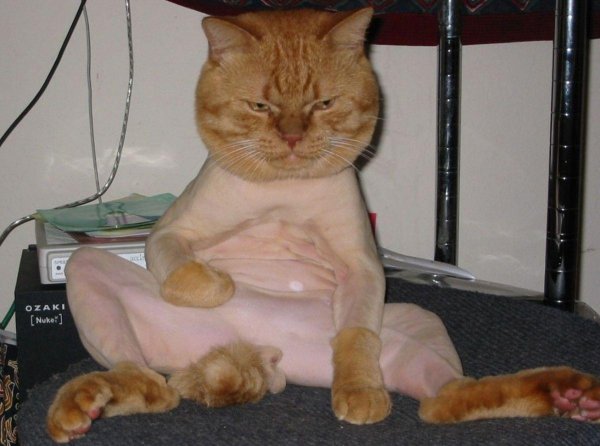 стрижка котов