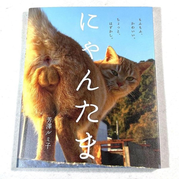 кошачьи яички