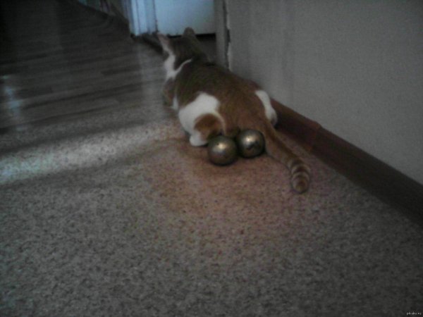 кот который