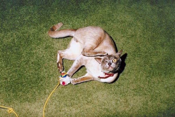 европейская бурма