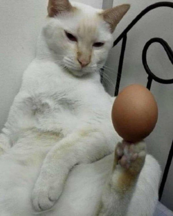 котик с яйцами