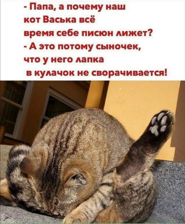 кошка вылизывается