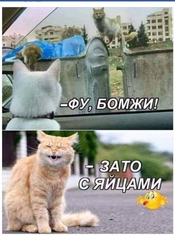котики с надписями смешные