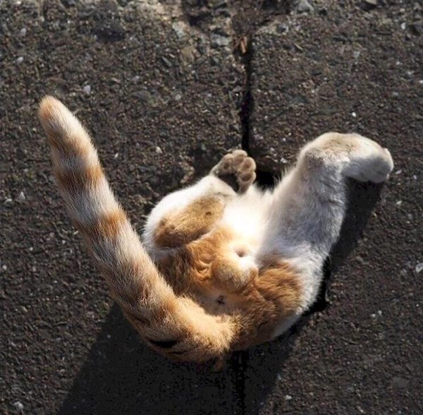 рыжие котики