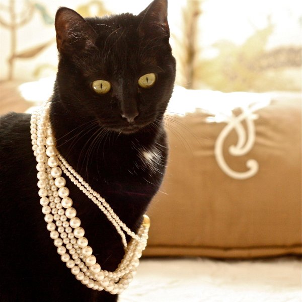 черная элегантная кошечка