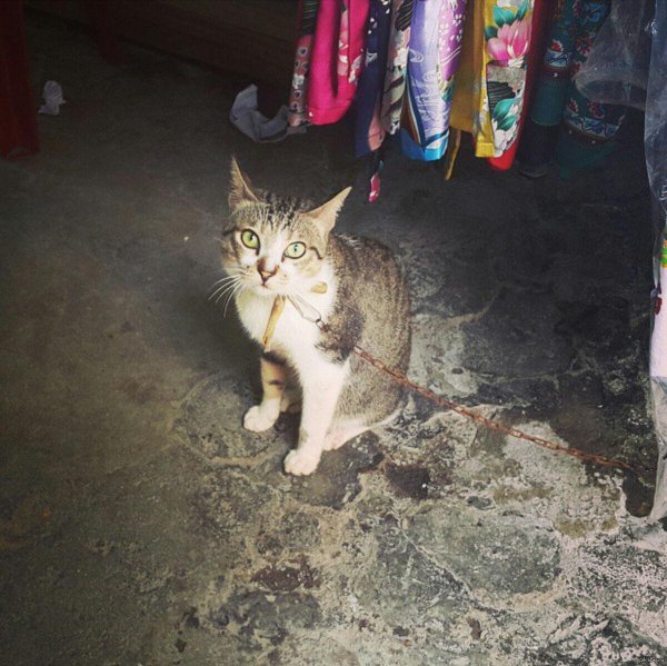 домашнее животное