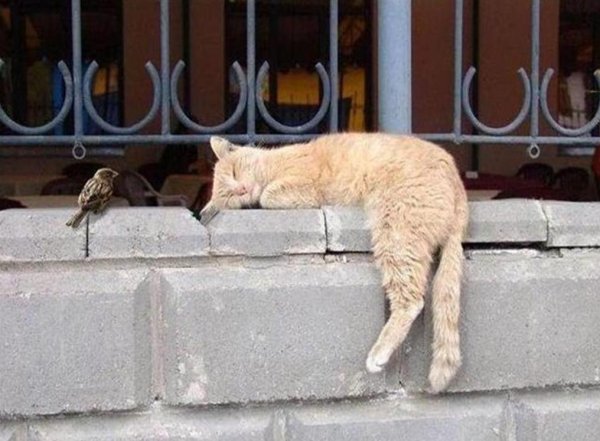 забавные животные