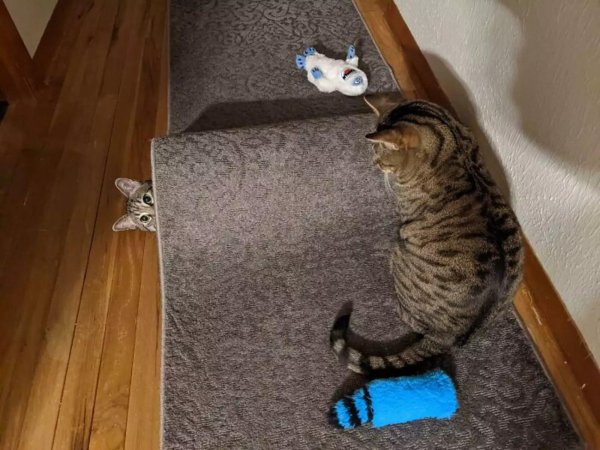 забавные котики