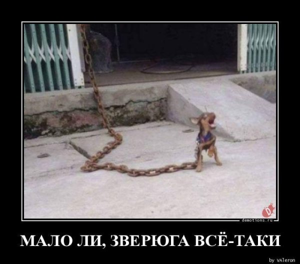 маленькая собачка на цепи
