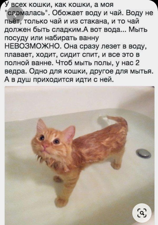 котенок смешной