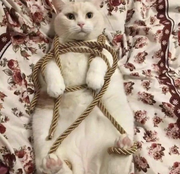 коты шибари