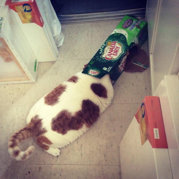 коты помощники