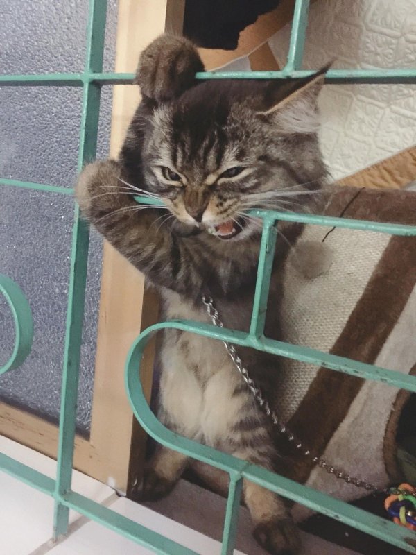 забавные животные