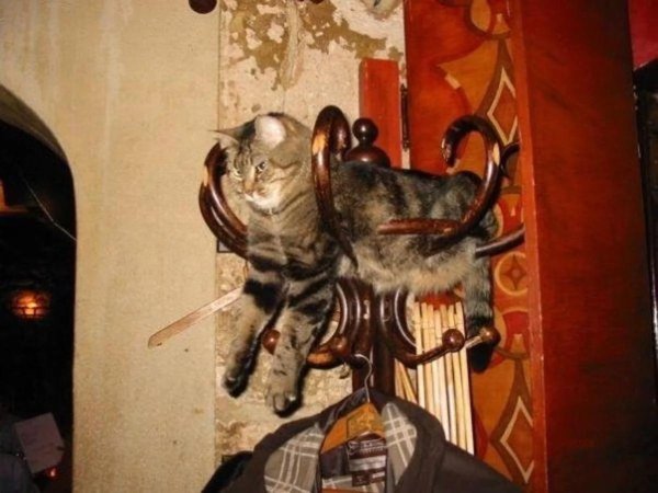 кошки в необычных местах