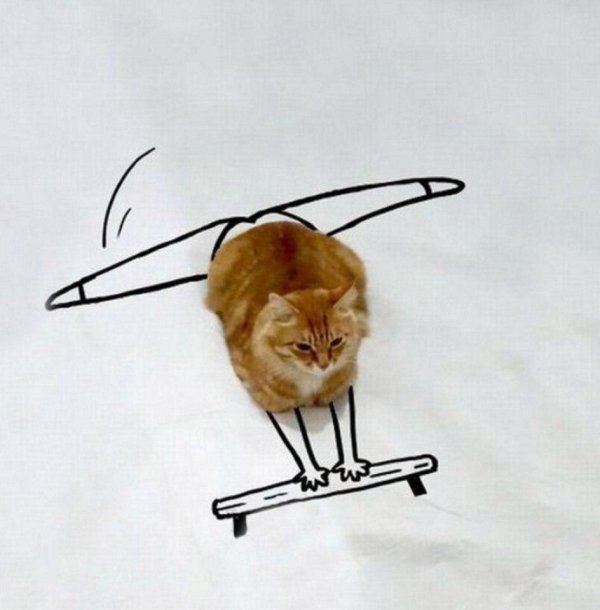 животное смешное