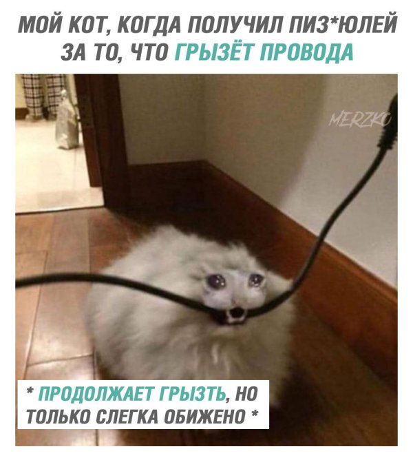 кот грызет провод