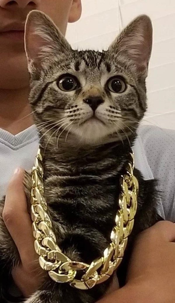 украшения для котов