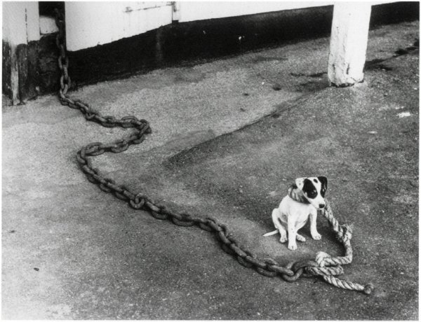 терьер джека рассела