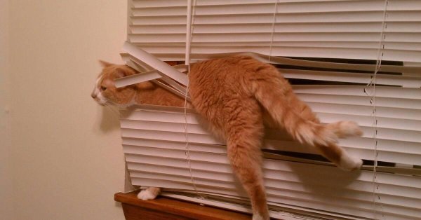 котики смешные застряли