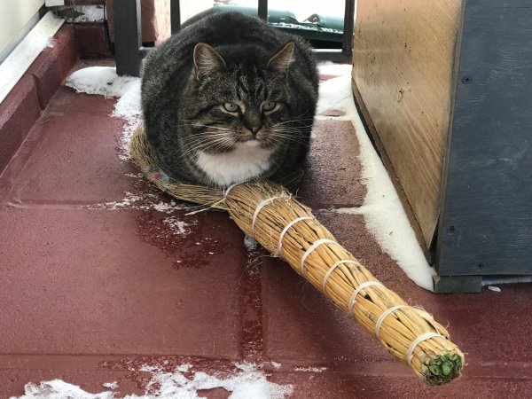 веник смешной