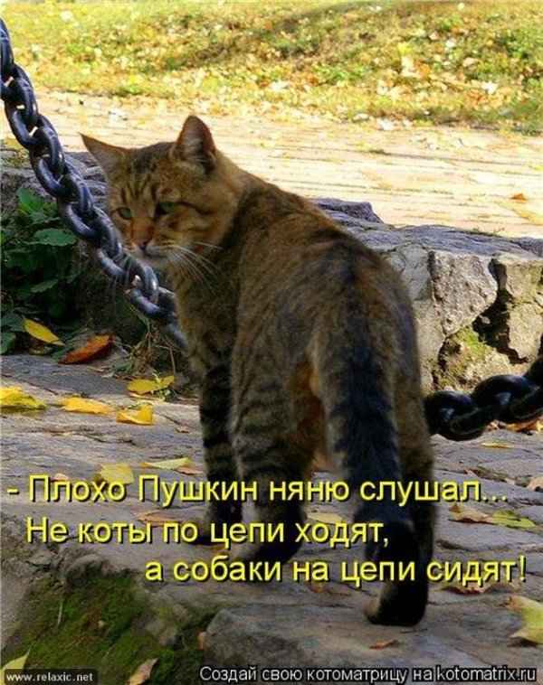 прикольные кошки с надписями