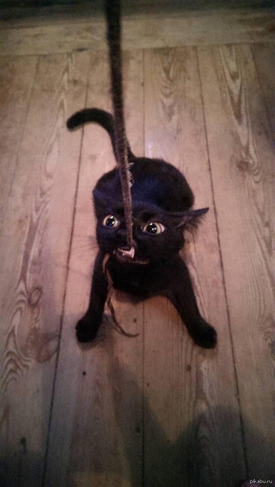 зло приколы