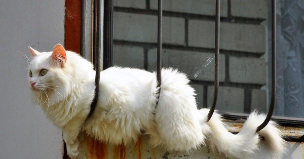 кошка белая