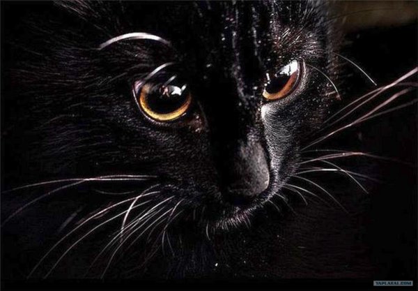 Про черных котов