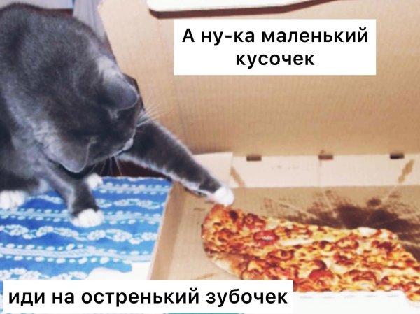 пицца кот