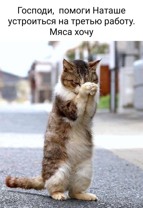 кошка смешная