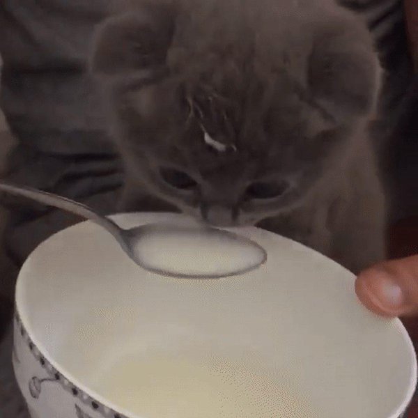 котенок кушает