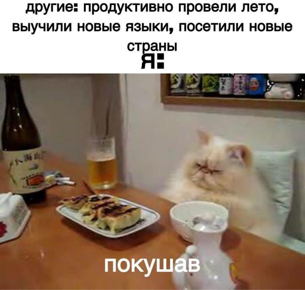 про котиков