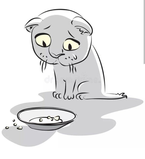 голодная кошка