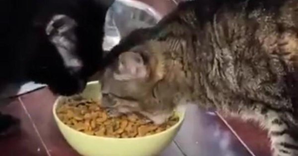 голодные коты