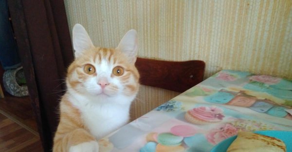 муркоша рыжие кошки