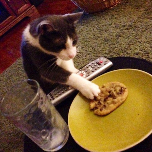 котик шкодливый