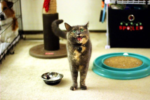 кошка смешная