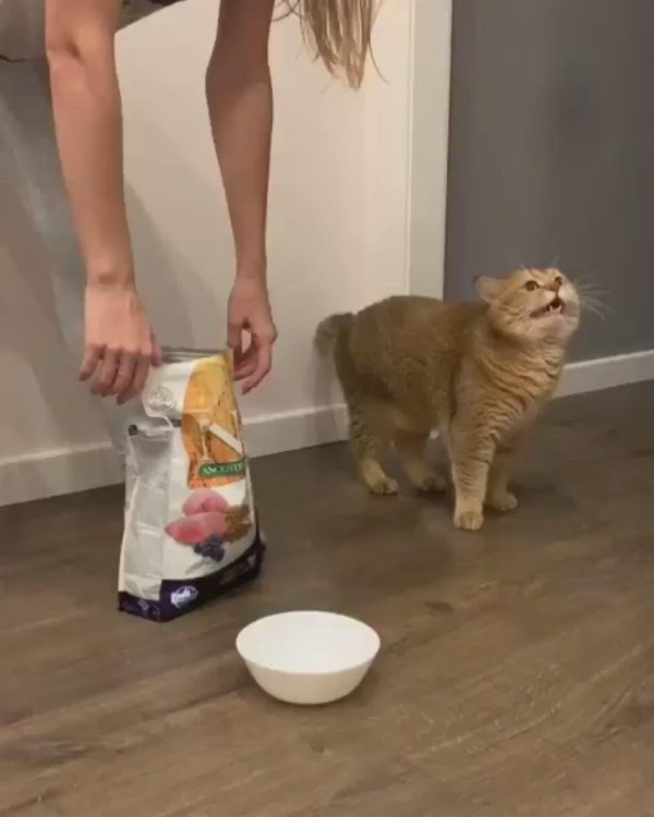 утро начинается с кормежки кота