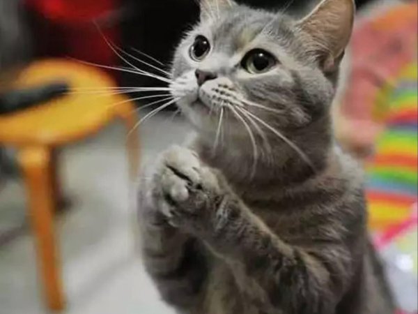 просящий котик