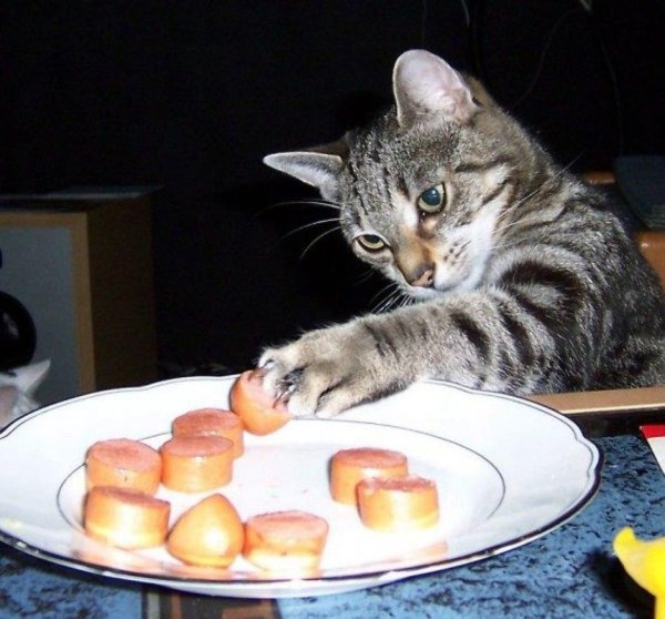 кошки за едой