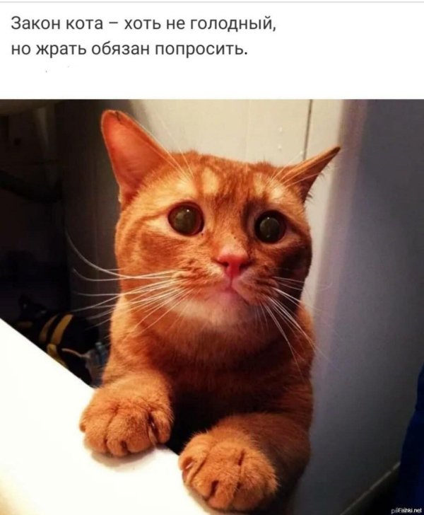 кошка просит