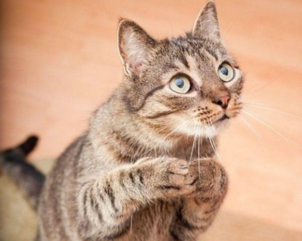 про котиков