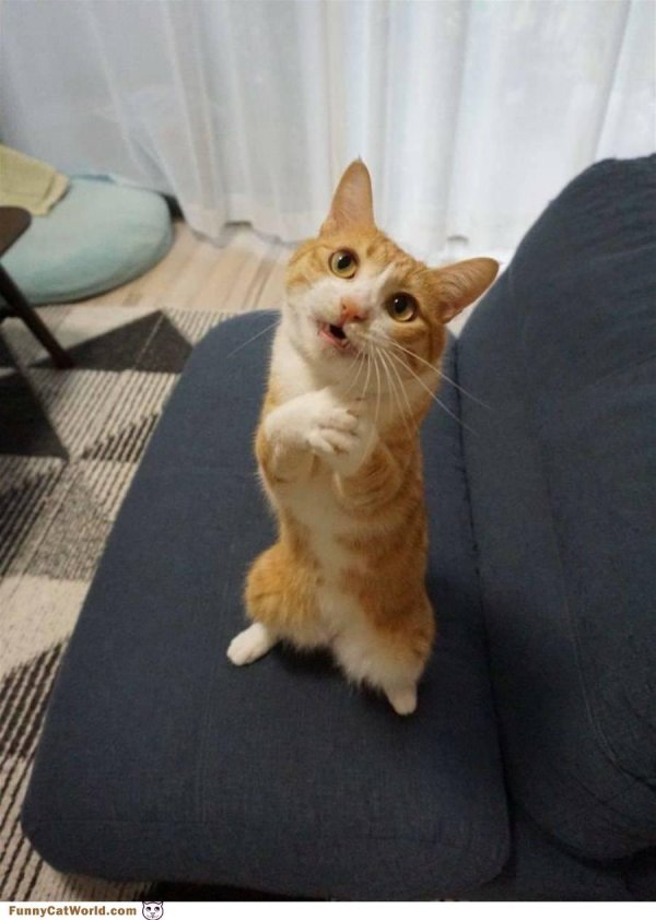 смешные коты